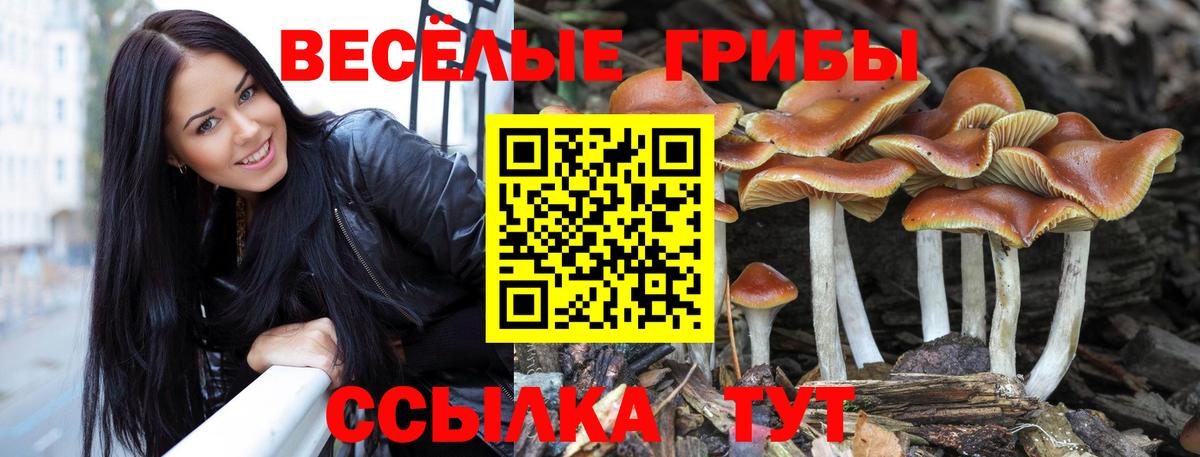 Курганинск  Псилоцибиновые грибы Cubensis  Вход с VPN  Галлюциногенные грибы ЛСД 